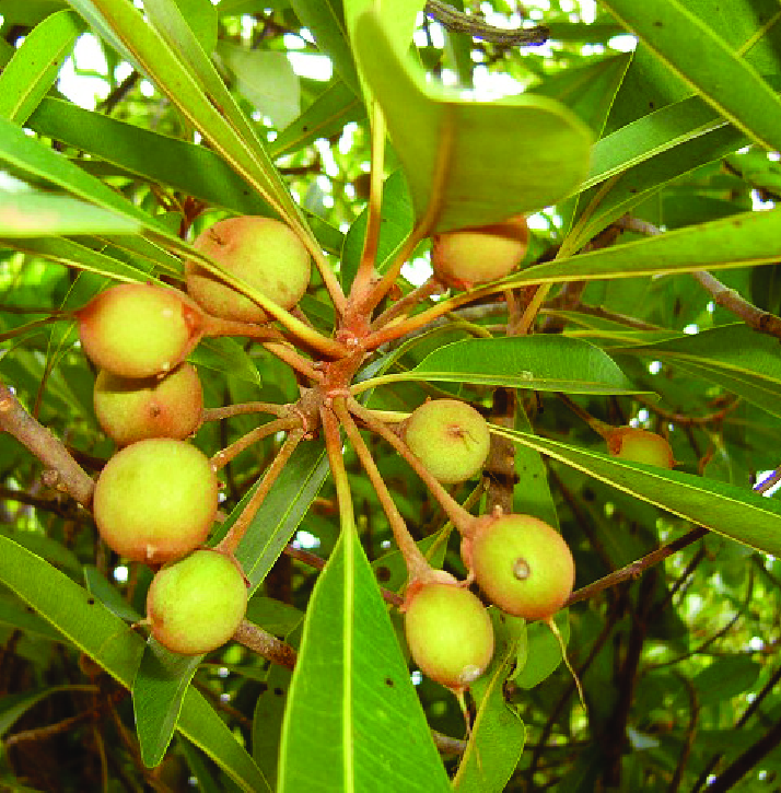 Madhuca hainanensis